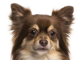 人気の犬種・犬の種類から子犬を探す 3位：チワワ(ロング)